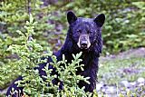 Collection 14 The Black Bear Stare painting
