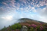 Collection 3 Blue Skies Above Catawba Rhododendron in the Roan Mountain Highlands painting