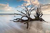 Collection 3 Charleston Botany Bay Driftwood Edisto Island painting