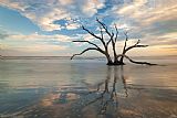 Collection 3 Charleston Tree in Ocean Surf painting