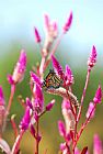 Collection 3 Monarch Butterfly on Pink Flowers