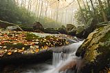 Collection 3 Mystical Blue Ridge Forest painting