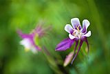 Collection 3 Purple Columbine Wildflower