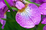 Collection 3 Purple Iris with Spring Rain Drops