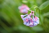 Collection 3 Virginia Bluebells