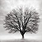 Collection 5 Silent Tree