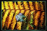 Collection 8 Autumn Fern