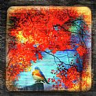 Collection 8 Bluebirds song