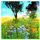 Collection 8 Prairie Sunrise