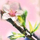 Collection 8 Spring sunrise