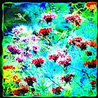 Collection 8 Summer wings