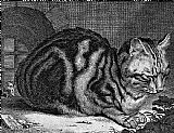 Cornelis Visscher Sleeping Cat Engraving
