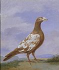 D the younger Wolstenholme Red Pied Carrier Pigeon