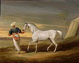 David of York Dalby Signal - a grey Arab with a Groom in the Desert
