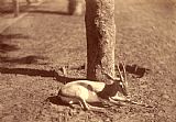 Despoineta (gazelle Lying Down Against a Tree)