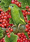 Ditz Redcurrant Parakeet