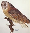 Dutch School Barn Owl