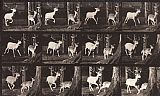 Animals Prints - Animal Locomotion, Plate 686 by Eadweard J. Muybridge