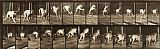 Animals Prints - Animal Locomotion, Plate 712 by Eadweard J. Muybridge