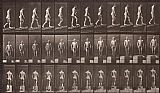 Animals Prints - Animal Locomotion, Plate 74 by Eadweard J. Muybridge