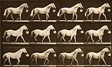 Walking The Plank Prints - Walking with a Bucket in Mouth; Light Gray Horse, Eagle by Eadweard J. Muybridge