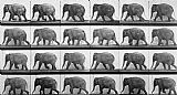 Walking The Plank Prints - Elephant Walking by Eadweard Muybridge