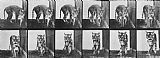 Tiger Prints - Tiger Pacing by Eadweard Muybridge