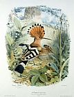 Edouard Travies Hoopoe
