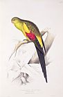 Lear Prints - Black Tailed Parakeet by Edward Lear