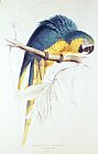Lear Prints - Blue And Yellow Macaw by Edward Lear
