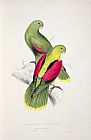 Lear Prints - Crimson Winged Parakeet by Edward Lear