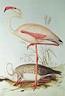 Lear Prints - Flamingo by Edward Lear
