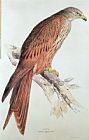 Lear Prints - Kite by Edward Lear