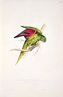 Lear Prints - Matons Parakeet by Edward Lear