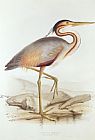 Lear Prints - Purple Heron by Edward Lear