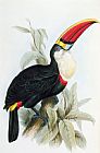 Lear Prints - Red-billed Toucan by Edward Lear