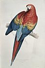 Lear Prints - Red and Yellow Macaw by Edward Lear
