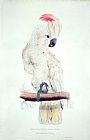 Lear Prints - Salmon Crested Cockatoo by Edward Lear