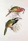 Lear Prints - Spotted Bill Aracari by Edward Lear