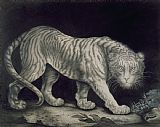 Elizabeth Pringle A Prowling Tiger