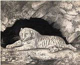 Tiger Prints - A Tiger Lying in The Entrance of a Cave by Elizabeth Pringle