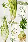 Elizabeth Rice Celery - Fennel - Dill and Celeriac