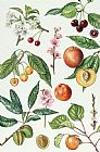 Elizabeth Rice Cherries and other fruit-bearing trees