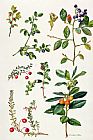 Elizabeth Rice Cranberry and other berries