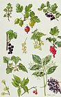 Elizabeth Rice Currants and Berries