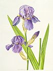 Elizabeth Rice Iris