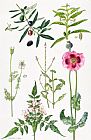  Elizabeth Rice Opium Poppy and other plants