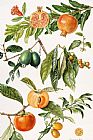 Elizabeth Rice Pomegranate and other fruit