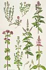 Elizabeth Rice Thyme and other herbs