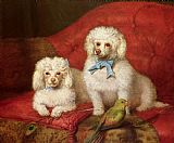 English School Prints - A Pair of Poodles by English School